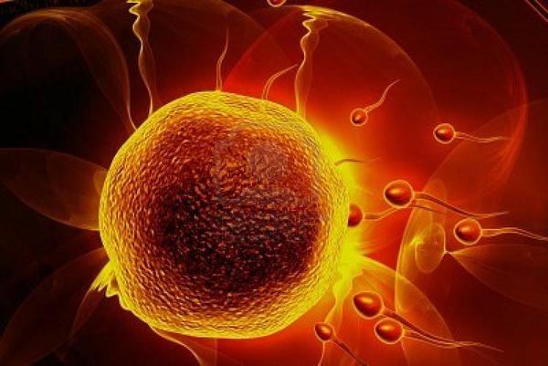 Mulheres e células estaminais