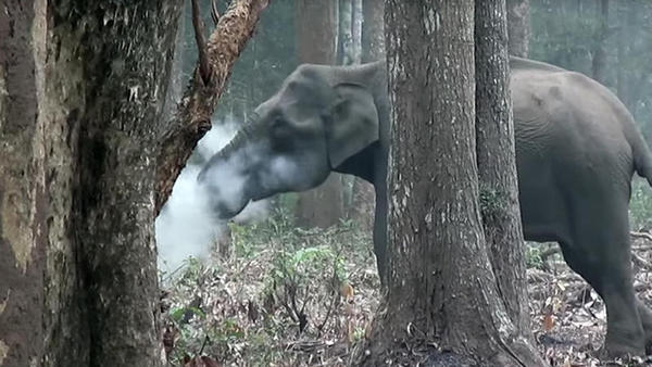 Como um elefante que fuma? O que você está fazendo realmente este animal?