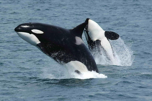 Documentam o primeiro caso de infanticídio entre orcas