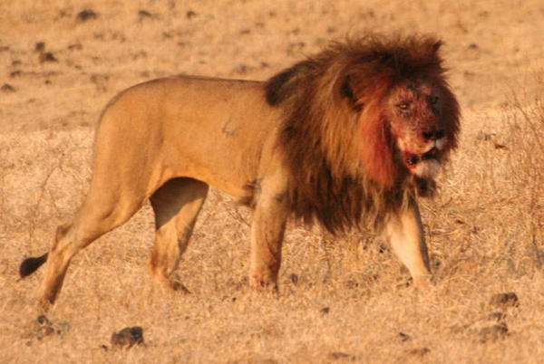 Eles descobriram que, em África restos de leões gigantes