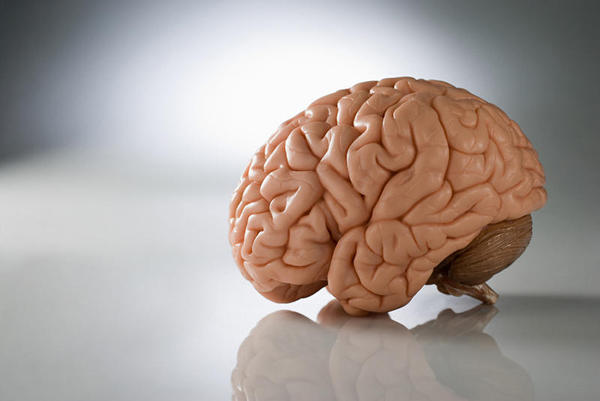 Cérebro 3D para estudar