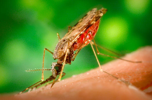 Crise ressuscita a malária