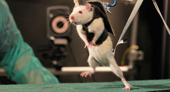 Ratos andam paraplégicas