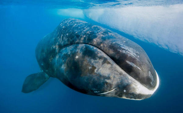 As baleias boreais são os músicos de jazz do oceano