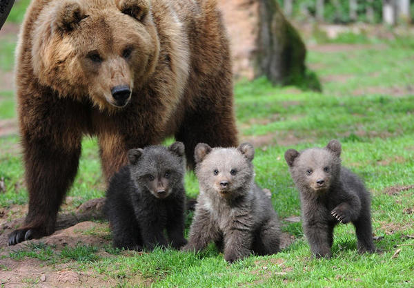 As crias de urso pardo estão levando mais um ano em separarse de suas mães