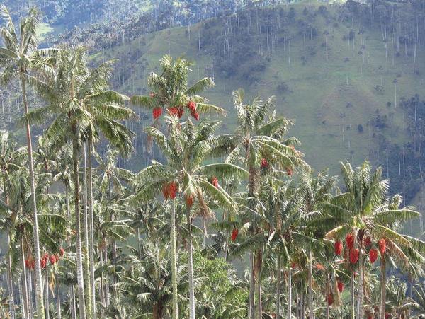 Descobrem que as palmeiras colombianas estão mudando de sexo