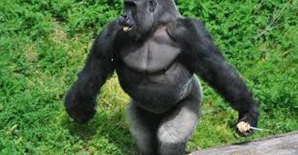 Este gorila anda quase como os humanos