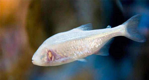 Este peixe cego poderia ter a chave para a cura da diabetes