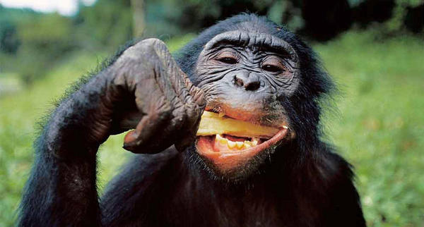 Os chimpanzés gostam de comer cérebros