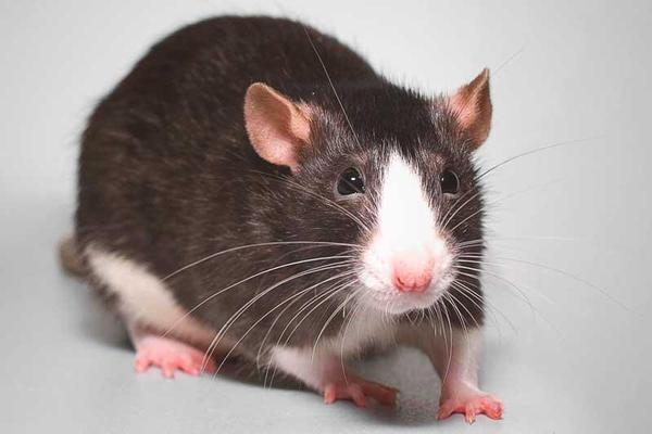 Os ratos não vomitan e isso pode ser bom para a luta contra o câncer