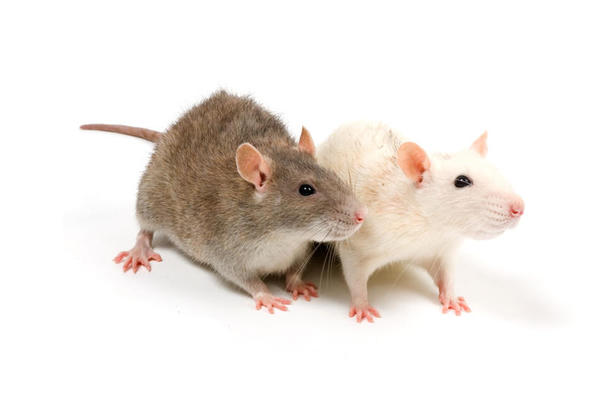 Os ratos podem detectar a tuberculose em crianças