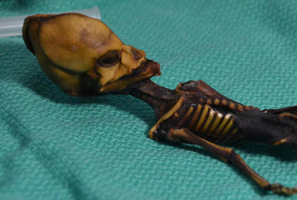 Tenha resolvido o mistério do suposto esqueleto alien de Atacama